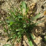 Crepis commutata Leaf