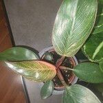 Philodendron tatei Leht