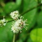 Sanicula europaea Flor