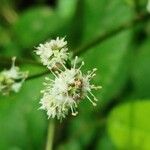 Sanicula europaea Кветка