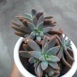 Dudleya greeneiLeaf