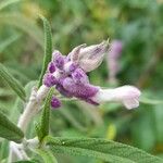 Salvia leucantha फूल