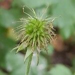 Geum urbanum Fruit