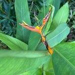 Heliconia psittacorumFiore