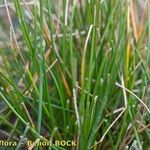 Eleocharis bonariensis Habit