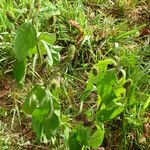 Lantana trifolia Habit