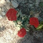 Crassula perfoliata Flor