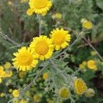 Inula spiraeifolia Flower