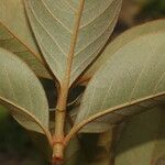 Byrsonima crassifolia Fleur