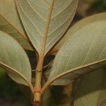 Byrsonima crassifolia Fiore