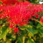 Combretum coccineum Blüte