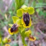 Ophrys lutea 花