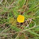 Ranunculus bulbosus Floare