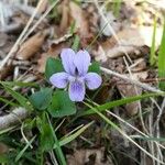 Viola pyrenaica Õis