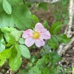 Rosa carolina Blüte