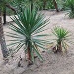 Yucca aloifolia Hábito