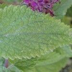 Teucrium hircanicum Leaf