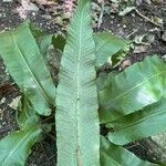 Asplenium scolopendrium Vaisius