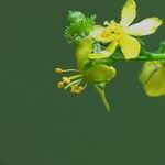 Agrimonia striata Λουλούδι