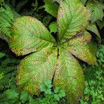 Rodgersia podophylla Folio