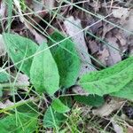 Hieracium maculatum Fuelha