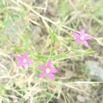 Centaurium erythraeaപുഷ്പം