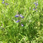 Lupinus bicolor Plante entière