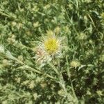 Centaurea melitensis Blüte