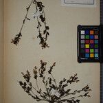 Pedicularis sylvatica Other