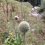Cephalaria alpina Flower