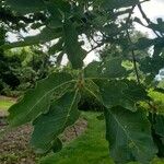 Quercus montana Hoja