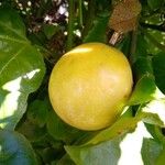 Passiflora edulis 果実