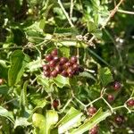 Smilax aspera Плод