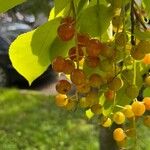 Prunus virginiana Плод