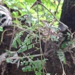 Vachellia collinsii Leaf