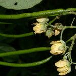 Senna papillosa Flower