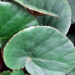 Begonia hughesii Leaf