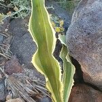 Furcraea selloana Leaf