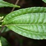 Miconia grayumii Leaf