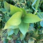 Ruscus hypophyllum Blatt