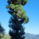 Pinus canariensis List