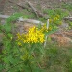 Senecio ovatus Flower