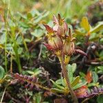 Pedicularis oederi Хабит