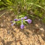 Scutellaria integrifolia 花