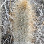Cleistocactus hyalacanthus Kora