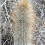 Cleistocactus hyalacanthus Bark