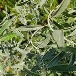Elaeagnus angustifolia葉