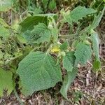 Physalis heterophylla Foglia