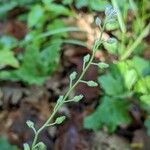 Myosotis macrosperma Květ