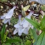 Penstemon digitalis ফুল